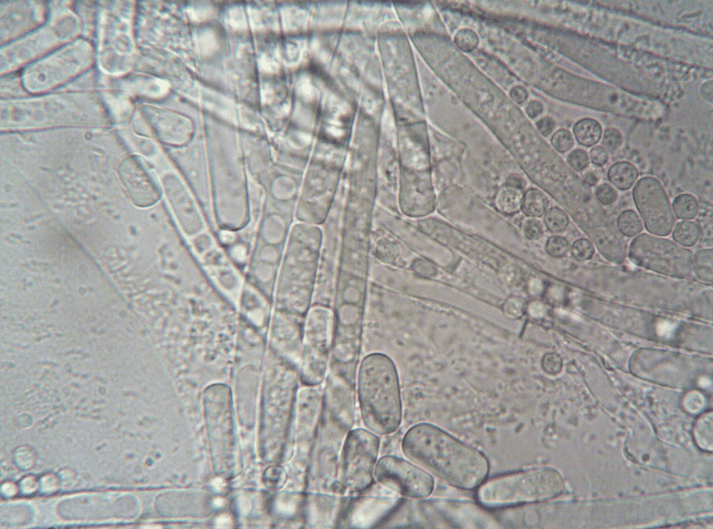 Pesquisadores da UEM criam fungo magnético para retirar poluentes da água e conseguem patente do projeto