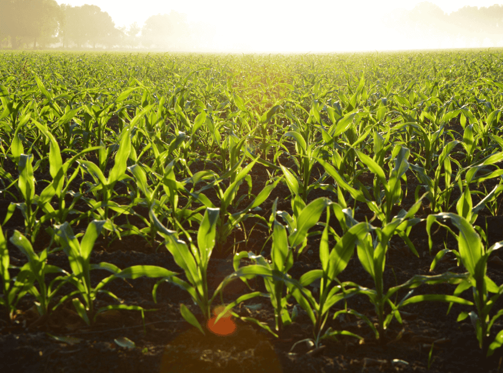 Agricultura regenerativa como chave para o mercado de Carbono